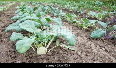 Ein Feld von Kohlrabi aus biologischem Anbau, selektiver Fokus. Stockfoto