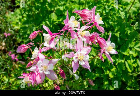 Eine Gruppe von leuchtenden rosa und weißen Aquilegia-Blüten, die inmitten üppig grüner Laub in einem Garten blühen, im Sonnenlicht getaucht. Stockfoto