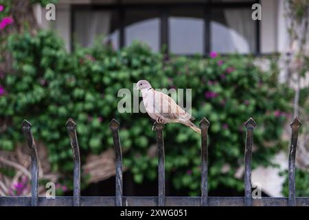 Die eurasische Kragentaube (Streptopelia Decocto) sitzt auf einem schmiedeeisernen Zaun. Stockfoto