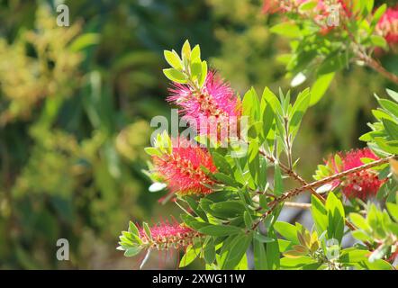 Karmesin-Flaschenbürstenpflanze (Callistemon citrinus) Stockfoto