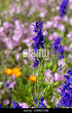 Nahaufnahme lila zweifelhafte Kinghts spornen Blüten (Consolida ajacis) in Blüte an Stockfoto