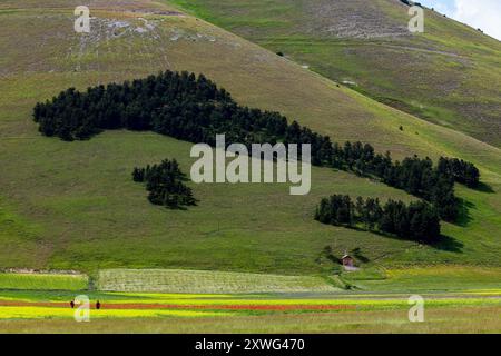 Das italienische Holz auf den Bergen rund um Casteluccio di Norcia in Umbrien, Italien Stockfoto