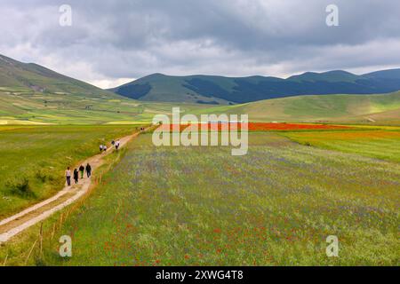 Die farbenfrohen Blumen auf dem Plateau von Castelluccio di Norcia in Umbrien, Italien, an einem sonnigen und bewölkten Sommertag im juni 2024 Stockfoto