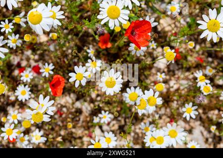 Bunte Blumen auf dem Plateau von Castelluccio di Norcia, Umbrien, Italien während der jährlichen Blüte im Juni 2024 Stockfoto