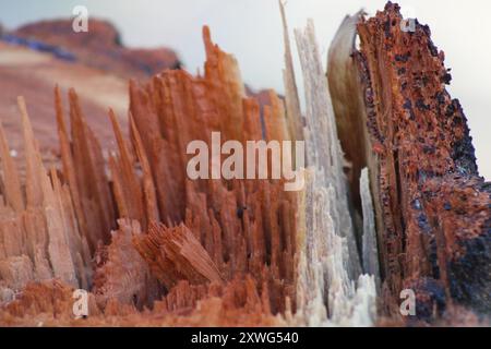 Ungleichmäßig geschnittener Baumstumpf aus nächster Nähe Stockfoto