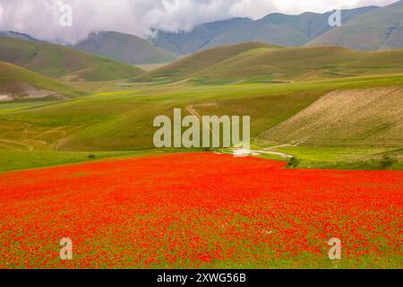 Die farbenfrohen Blumen auf dem Plateau von Castelluccio di Norcia in Umbrien, Italien, an einem sonnigen und bewölkten Sommertag im juni 2024 Stockfoto