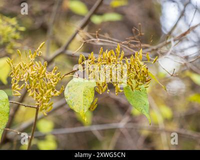 Lila Samen, Früchte und Blätter. Syringa vulgaris, der Flieder oder gewöhnliche Flieder, ist eine Art blühender Pflanze aus der Familie der Oleaceae Stockfoto