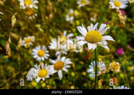 Bunte Blumen auf dem Plateau von Castelluccio di Norcia, Umbrien, Italien während der jährlichen Blüte im Juni 2024 Stockfoto