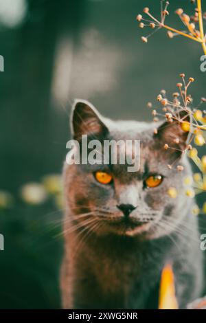 Schöne britische Kurzhaarkatze mit gelben Augen hinter grünem Gras im Sommergarten. Hauskatze im Freien jagen. Katzentier mit direktem Look. Stockfoto