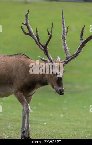 Porträt eines Hirsches von Pere Davids (elaphurus davidianus) mit Geweih in Samt Stockfoto