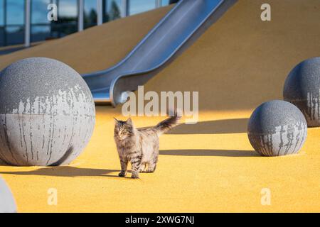 Langhaarige Tabbykatze, die nach Regen auf dem Spielplatz steht. Katze, die auf dem Spielplatz steht, mit Kugeln und gelber Gummibeschichtung. Stockfoto