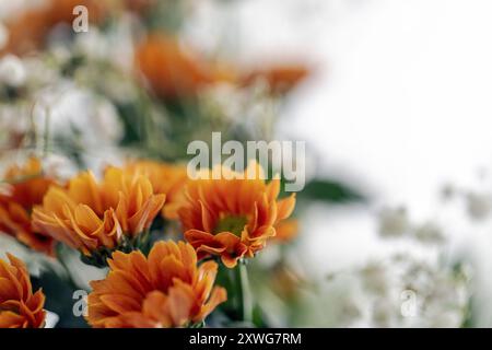 Schöner minimalistischer Sommerstrauß, zarte Wildblumen auf weißem Hintergrund, Sommerblumen mit verschwommenem Hintergrund Stockfoto