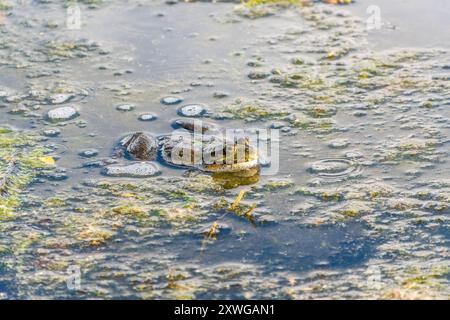 Einen großen grünen Frosch mit geschwollenen Wangen sitzt in den Sumpf. Stockfoto