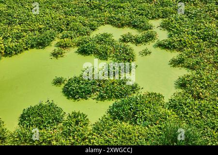 Fliegen Sie aus der Luft über grüne Feuchtgebiete und Wasserpflanzen Stockfoto