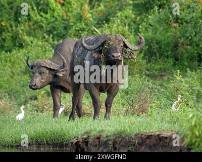 2 Bullen Cape Buffalo (Syncerus Caffer), einer mit Vegetation auf Hörnern, die mit Reihern grasen, neben dem Manze-See, dem Rufiji-Kanal Nyerere-Nationalpark, Tansania Stockfoto