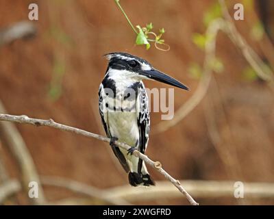 Wachsamer männlicher Rattenvogel (Ceryle rudis), der vom Barsch auf einem toten Ast über den Gewässern des Manze-Sees, Nyerere NP Tansania, angeln kann Stockfoto