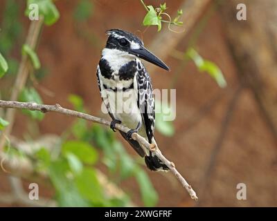 Wachsamer männlicher Rattenvogel (Ceryle rudis), der vom Barsch auf einem toten Ast über den Gewässern des Manze-Sees, Nyerere NP Tansania, angeln kann Stockfoto