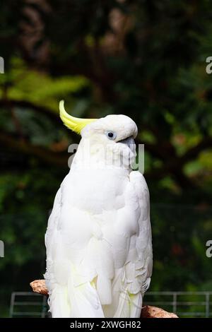 Molukken-Cockatoo in einem tropischen Wintergarten Stockfoto