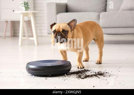 Niedliche französische Bulldogge in der Nähe von Roboter-Staubsaugern und verstreuter Erde zu Hause Stockfoto