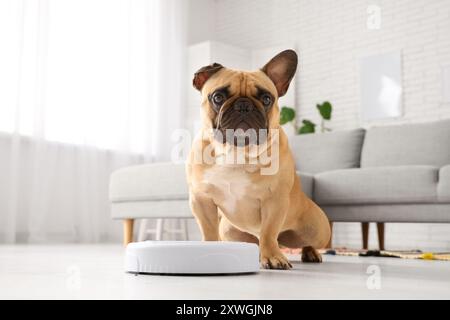 Niedliche französische Bulldogge in der Nähe von Roboter-Staubsaugern zu Hause Stockfoto