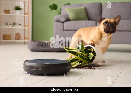 Niedliche französische Bulldogge in der Nähe von Roboter-Staubsaugern und umgekippter Zimmerpflanze zu Hause Stockfoto