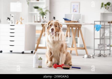 Süßer australischer Schäferhund mit Haustierzubehör im Salon Stockfoto