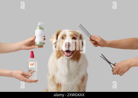 Australischer Schäferhund und Tierpfleger mit Haustierzubehör auf hellem Hintergrund Stockfoto