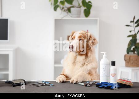 Süßer australischer Schäferhund mit Pflegeaccessoires auf dem Tisch im Salon Stockfoto