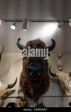 Der Kopf eines Bison, der auf dem Berg sitzt Stockfoto