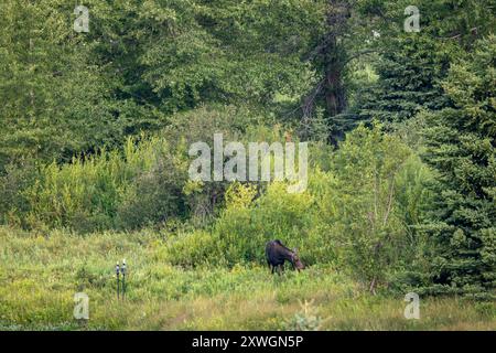 Ein weiblicher Elch, der im Grand Teton National Park weidet Stockfoto