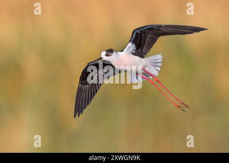 Schwarzflügelstelze (Himantopus himantopus), Erwachsener im Flug, Italien, Toskana Stockfoto