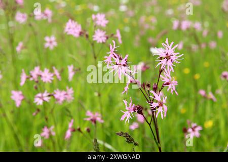 Wiese campion, Ragged-robin (Lychnis flos-cuculi, Silene flos-cuculi), blüht auf einer feuchten Wiese, Deutschland Stockfoto