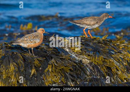 Roter Knoten (Calidris canutus), in Zuchtgefieder an den Ufern im Frühjahr, zusammen mit isländischem Rotschenkel, Island, Nordurland Stockfoto