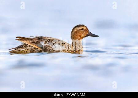 Garganey (Spatula querquedula, Anas querquedula), männliche Schimmelung im Federkleid der Sonnenfinsternis, Italien, Toskana Stockfoto