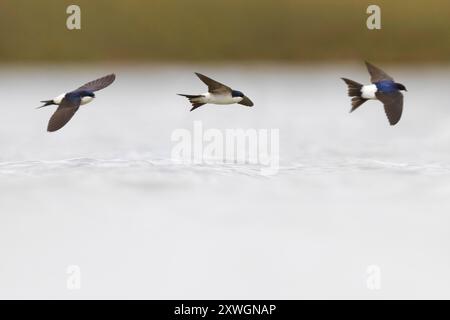 Gemeinsames Haus martin; westliches Haus martin, nördliches Haus martin, Haus martin (Delichon urbica, Delichon urbicum), drei Haus martins fliegen zusammen Stockfoto