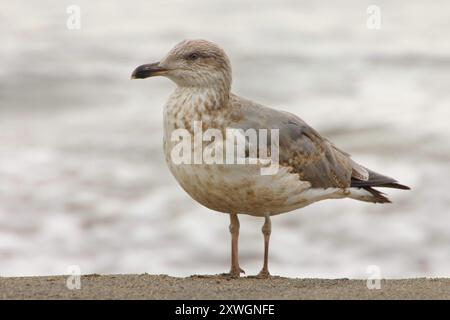 Gelbbeinmöwe (Larus michahellis, Larus michahellis atlantis), im jungen Gefieder, Seitenansicht, Azoren, Lagoa Stockfoto