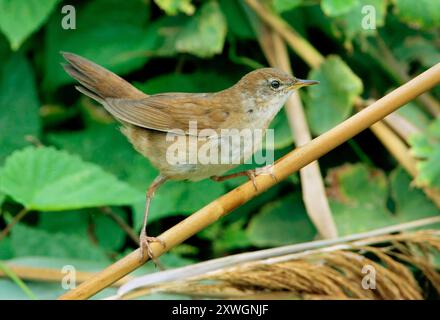 savi's Grumbler (Locustella luscinioides), auf einem Schilfstamm, Seitenansicht, Italien, Toskana Stockfoto