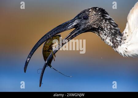 Afrikanischer heiliger Ibis (Threskiornis aethiopicus), Flusskrebs füttern, Porträt, Italien, Toskana, Piana Livornese-Pisana, Livorno; Pisa Stockfoto