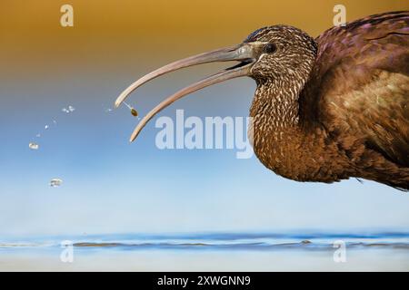 Hochglanz ibis (Plegadis falcinellus), Fütterung im Flachwasser, Porträt, Italien, Toskana Stockfoto