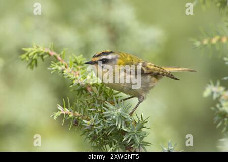 Feuerwehrreste, gemeine Feuerwehrreste (Regulus ignicapilla, Regulus ignicapillus), auf einem Ast stehend, Seitenansicht, Italien, Toskana Stockfoto