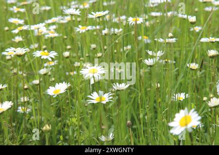 Ochsenauge Gänseblümchen, Ochsenaugen Gänseblümchen, Weisskraut, Weisskraut Gänseblümchen, Hund Gänseblümchen, marguerite (Chrysanthemum leucanthemum, Leucanthemum vulgare), blühend auf einer Wiese, GE Stockfoto