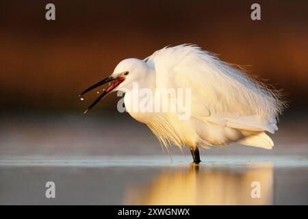 Reiher (Egretta garzetta), steht im flachen Wasser, Seitenansicht, Italien, Toskana, Piana Livornese-Pisana, Livorno; Pisa Stockfoto