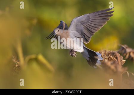 Schildkrötentaube, europäische Schildkrötentaube (Streptopelia turtur), junge Streptopelia turtur im Flug, Italien, Toskana Stockfoto