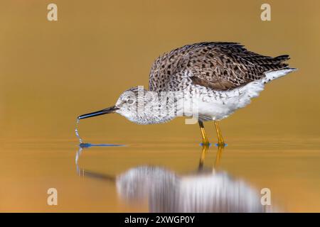 marsh Sandpiper (Tringa stagnatilis), steht im flachen Wasser und Getränke, Italien, Toskana, Lago Miscelin Stockfoto