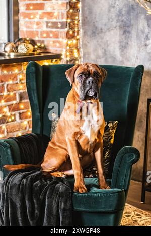 Ferienatelier-Fotografie eines Boxerhundes mit weihnachtlichem Thema Stockfoto