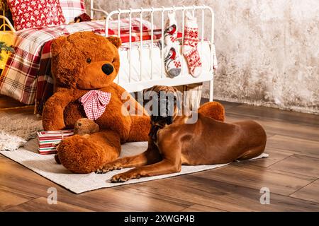 Ferienatelier-Fotografie eines Boxerhundes mit weihnachtlichem Thema Stockfoto