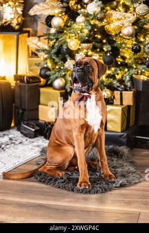 Ferienatelier-Fotografie eines Boxerhundes mit weihnachtlichem Thema Stockfoto