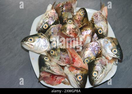 regenbogenforellen (Oncorhynchus mykiss, Salmo gairdneri), Fischköpfe von geschlachteten Forellen auf einem Teller Stockfoto