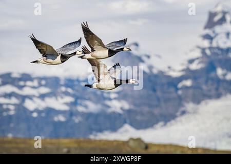 barnacle Gans (Branta leucopsis), drei Erwachsene Barnacle Gänse im Flug über die Tundra. Schneebedeckte Berge im Hintergrund. Island, Austurland Stockfoto