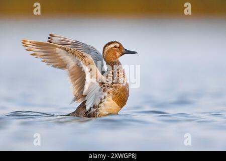 Garganey (Spatula querquedula, Anas querquedula), männliche Schimmelpilze in Sonnenfinsterngefieder, flatternde Flügel, Italien, Toskana Stockfoto